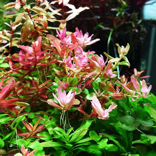 Live Plant Rotala Fujian (Lead Bunch - 1 Pack / Rotala Fujian)