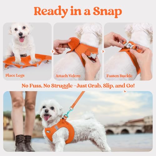 Dog Harness Small Sized and Leash Set (Orange / Xxxs (chest: 10.8 - 11.8"))