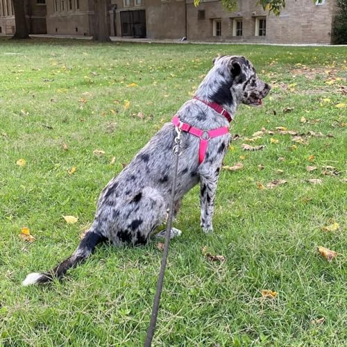 No Pull Dog Harness Large Sized Step (DeepPink / Large)