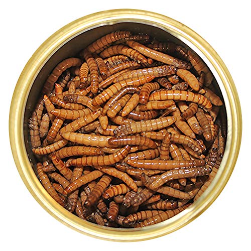 Canned Mealworms