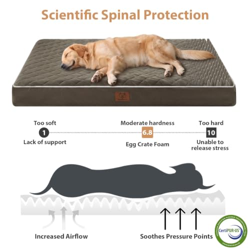 Orthopedic XXL Dog Beds for Large Senior Dog Bed Comfy Sleeping (Dark Green / 47"L x 29"W x 3.5"Th)