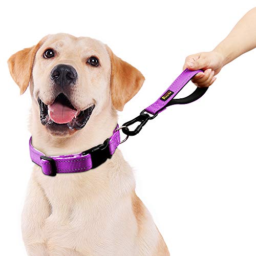 10” Short Dog Leash (Purple / 10 Inch (Pack of 1))