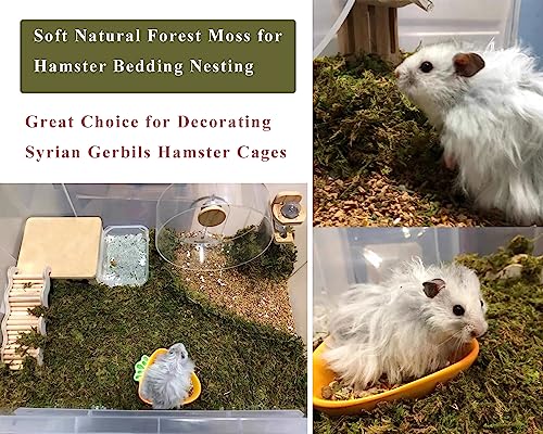 5L Forest Moss for Hamster Syrian Gerbils Bedding (5L / Natural Moss)