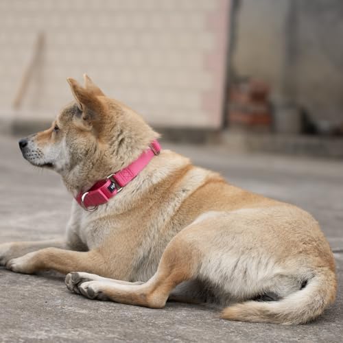 Martingale Dog Collars for Medium Dogs (Medium / Candy Pink)