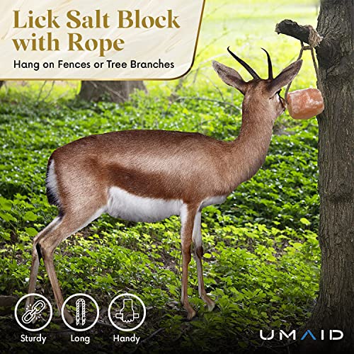 Himalayan Salt Lick 6 lbs. on Rope for Horses (6 Pound (Pack of 4))