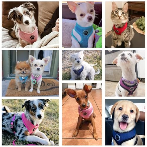 Small Dog Harness (M (NECK: 14", CHEST: 17"-21") / Purple)
