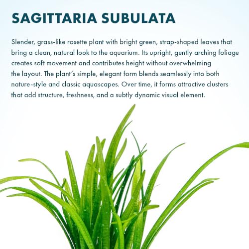 Dwarf Sagittaria Subulata Live Aquarium Plant for Freshwater Planted Fish Tanks (Lead Bunch - 1 Pack / Sagittaria Subulata)