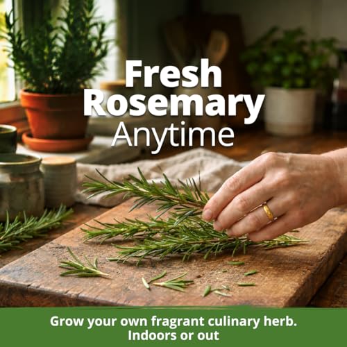 Rosemary Seeds