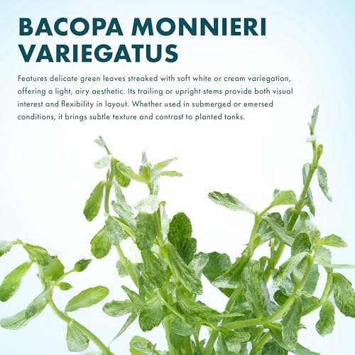 Live Aquarium Stem Plants (Lead Bunch - 1 Pack / Bacopa Monniera Variegatus)