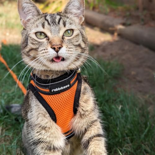 Cat Harness and Leash Set (M / Orange)