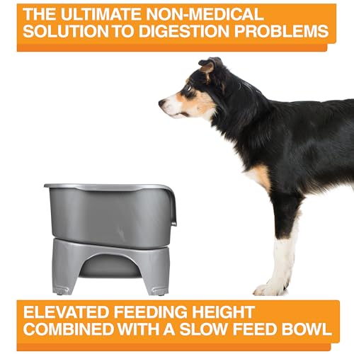 Express Model w (Medium to Large w/ Metal Slow Feed Bowl / Gunmetal Grey)