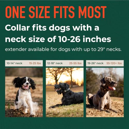 Nova GPS Dog Fence Collar