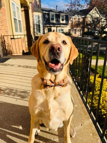 Halloween Dog Collar with Bowtie (A:O&B Grid / Small (Pack of 1))
