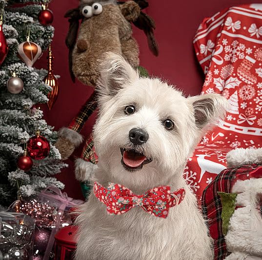 Christmas Dog Collar (Small (Pack of 1) / Christmas Ornaments)