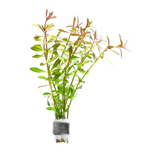 Live Aquarium Stem Plants (Lead Bunch - 1 Pack / Ludwigia Arcuata)