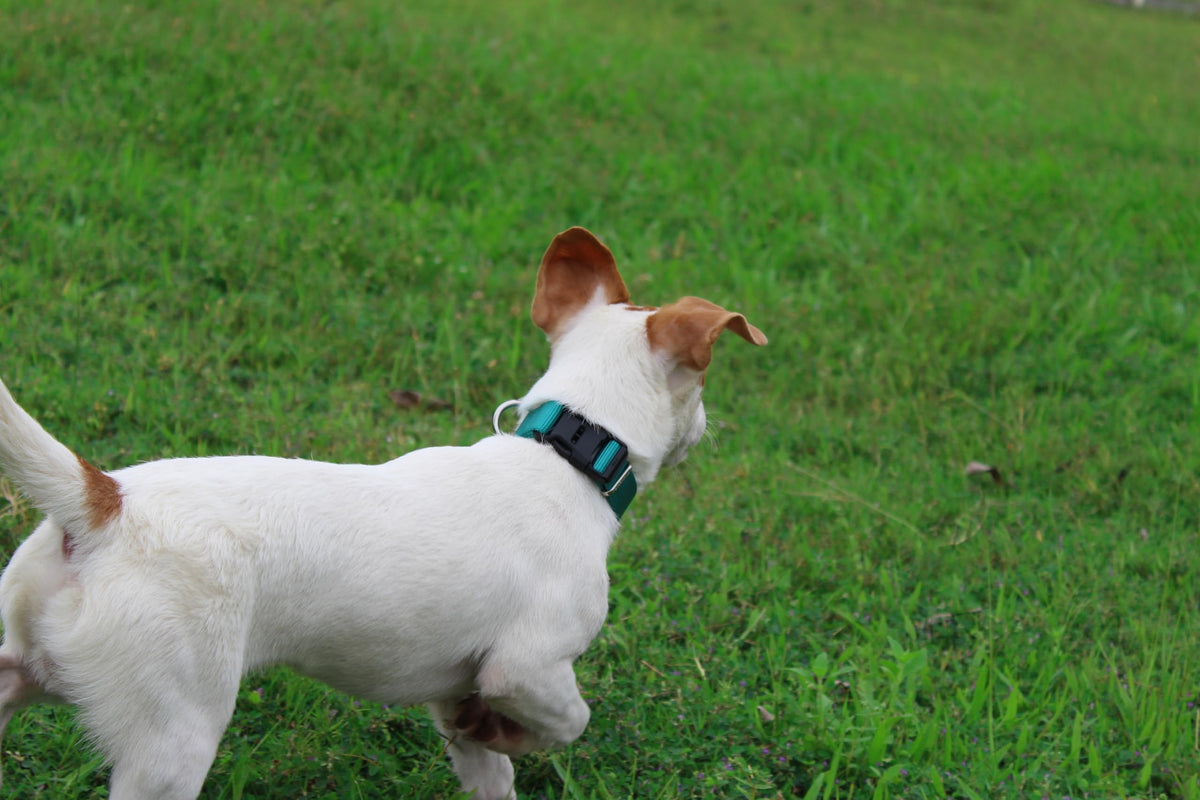 Nylon Dog Collar with Quick Release Buckle Soft Adjustable Sturdy for Small Medium Large Dogs Teal (Teal / M：13"-20")