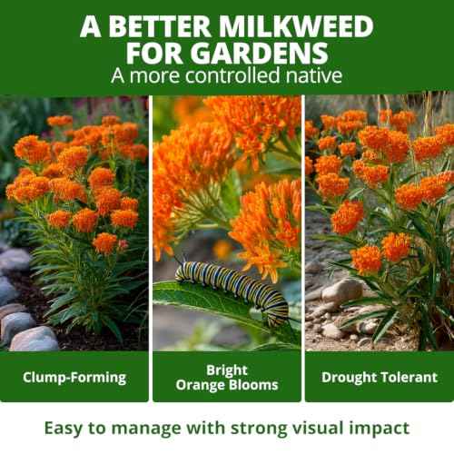 Milkweed Butterfly Seeds