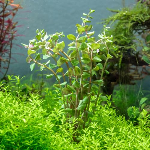 Live Aquarium Stem Plants (Lead Bunch - 1 Pack / Rotala H'Ra)