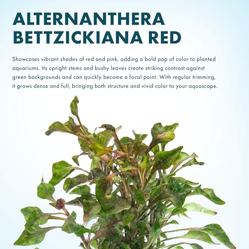 Alternanthera Bettzickiana (Lead Bunch - 4 Pack / Alternanthera Bettzickiana Red)