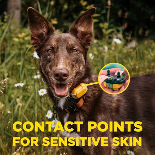 CUE Add On Black Ecollar with Safety Level Lock Boost Vibration Waterproof Rechargeable for Small Medium Large Dogs Dog Training Collar by Dogtra (CUE Receiver Only - Grey)