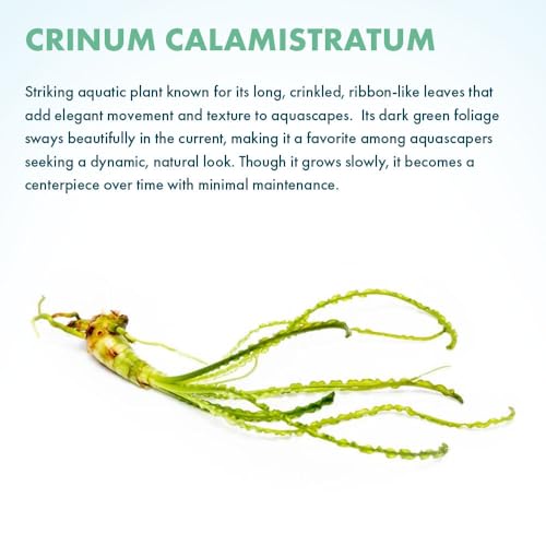 Crinum Calamistratum Live Aquarium Plant (Bulb - 1 Pack / Crinum Calamistratum)