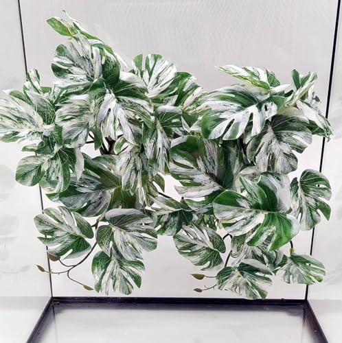 Reptile Plants for Terrarium (Monstera)