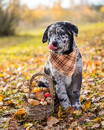 Lionet Plaid Dog Bandana 1PC (Orange&Black Grid / Small (Pack of 1))