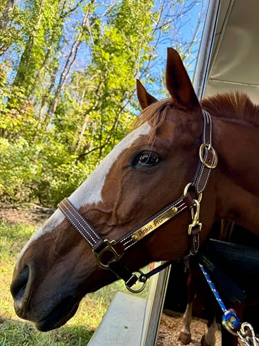 Leaders Leather Halter for Horses with Customized Engraved Name Plate Option Halter for Horse (Horse Size)