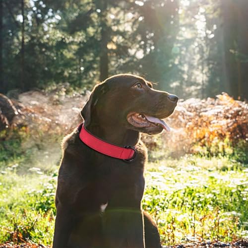Soft PU Leather Dog Collar (XL: Neck 17-23", Width 1¼" / Red)
