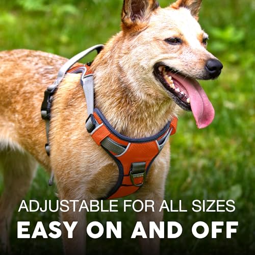Embark No Pull Dog Harness (XL / Orange)