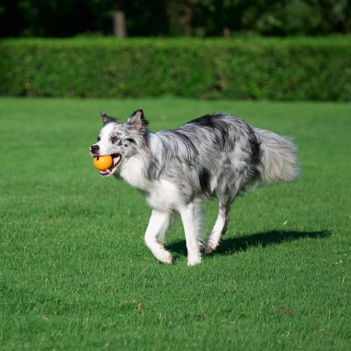 Interactive Bouncy Supreme Durable Natural Rubber Dog Toy Balls (Supreme Balls (Pack of 3) / 2.5 inch)