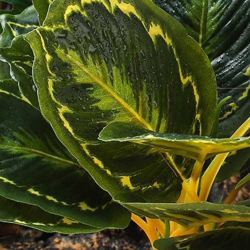 Reptile Plants (Calathea Makoyana B)