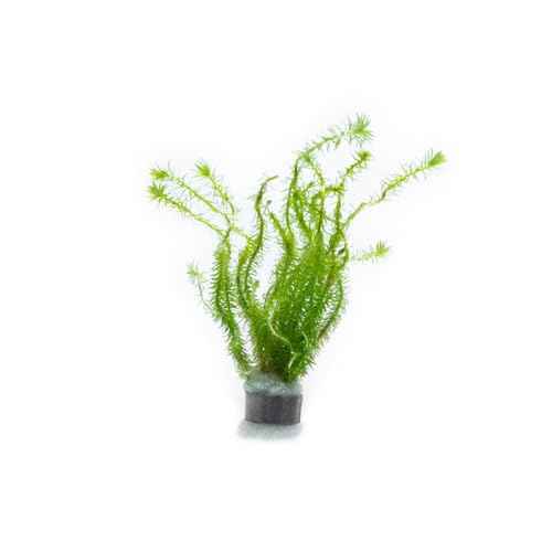 Live Aquarium Stem Plants (Lead Bunch / Mayaca Fluviatilis)