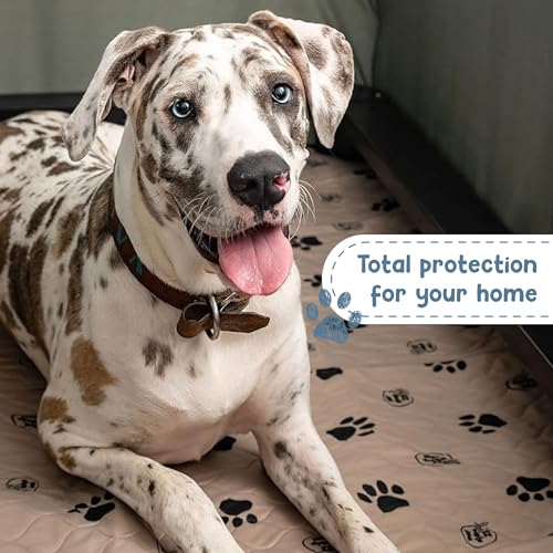 Reusable Dog Pee Pads (20x25 Inch)