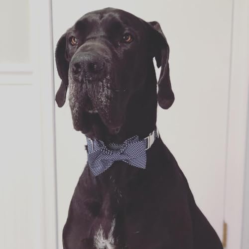 Boy Dog Collar with Bowtie (Blue Point / XX-Small (Pack of 1))