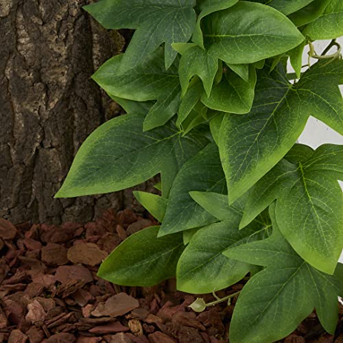 Fake Sweet Potato Vine (Fake Sweet Potato Vine)