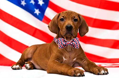 Patriotic Dog Collar with Bowtie (Star / Medium (Pack of 1))