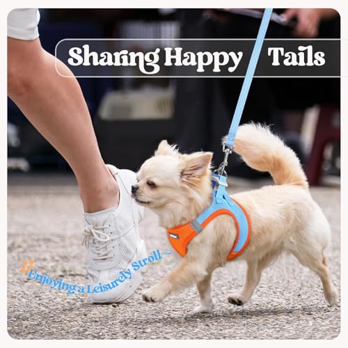 Dog Harness Small Sized and Leash Set (Blue & Orange / Xxxs (chest: 10.8 - 11.8"))