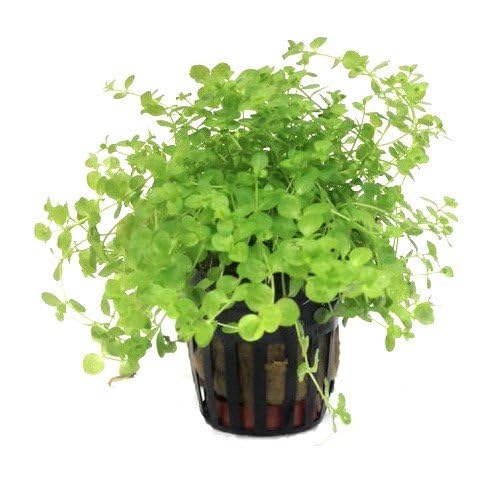 Foreground Potted Live Aquarium Plants (Potted Monte Carlo)