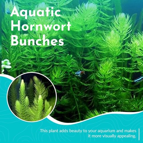 Hornwort Aquarium Plant (1 Pack)