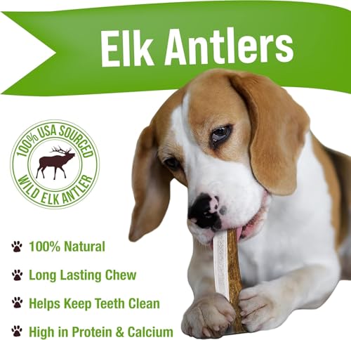 Dog Chews Antlers for Dogs (2 Pack / Medium)