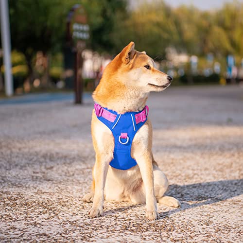 No Pull Dog Harness (Royal Blue Base & Pink Straps / Small)