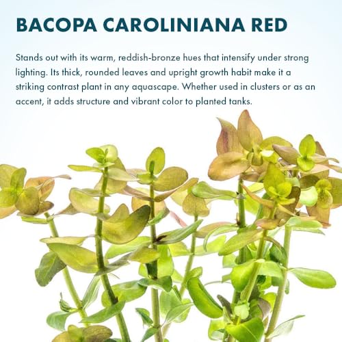 Live Aquarium Red Stem Plants
