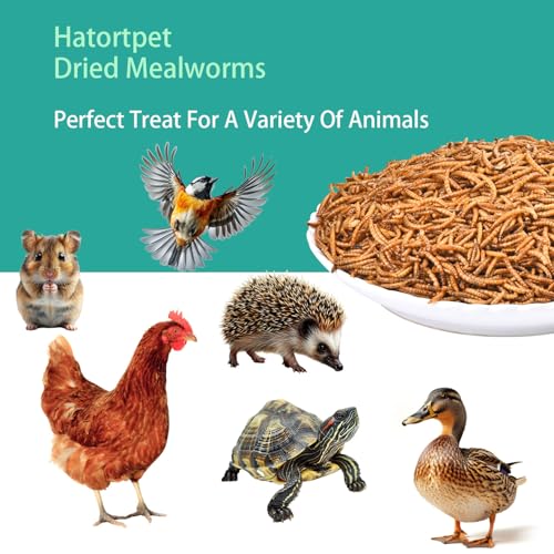 Dried Mealworms 10LB Pure Natural Chicken Treat for Laying Hens Wild Bird (10 Pound (Pack of 1) / Mealworms)