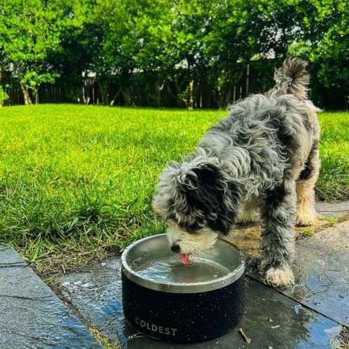 Coldest Dog Bowl (42 oz / Galaxy Purple)