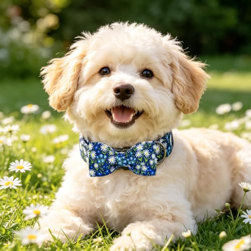Blue Dog Collar (Daisy / Large (Pack of 1))