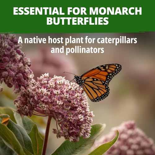 Common Milkweed 150 Flower Seeds Asclepias syriaca