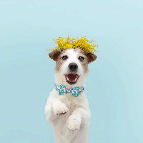 Easter Dog Collar Bowtie (Eggs Cluster / X-Large (Pack of 1))