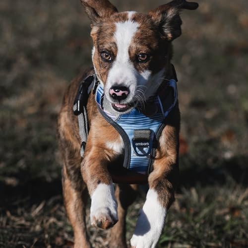 Embark No Pull Dog Harness (L / Santa Monica)