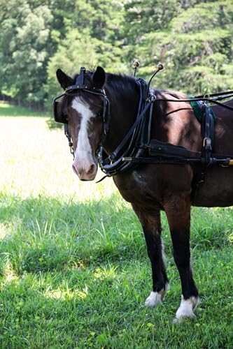Performance Horse Feed for Horses in Light to Moderate Work (40 Pound (Pack of 1))